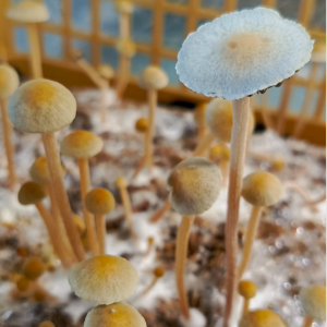 Panaeolus Camboja