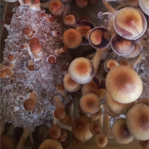 Azurenscens