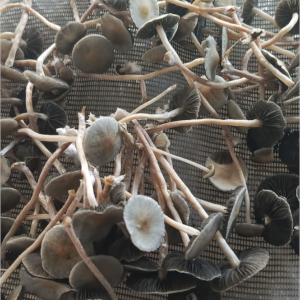 Panaeolus Hawaii