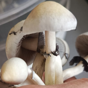 Albino A+