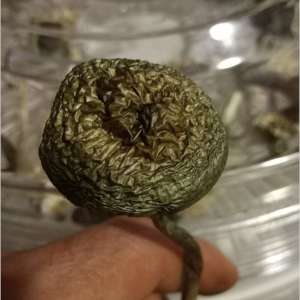 Golden Teacher